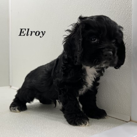 puppy, for, sale, Cocker Spaniel, Joe & Cherri  Overlease, dog, breeder, Miller, MO, dog-breeder, puppy-for-sale, forsale, nearby, find, puppyfind, locator, puppylocator, aca